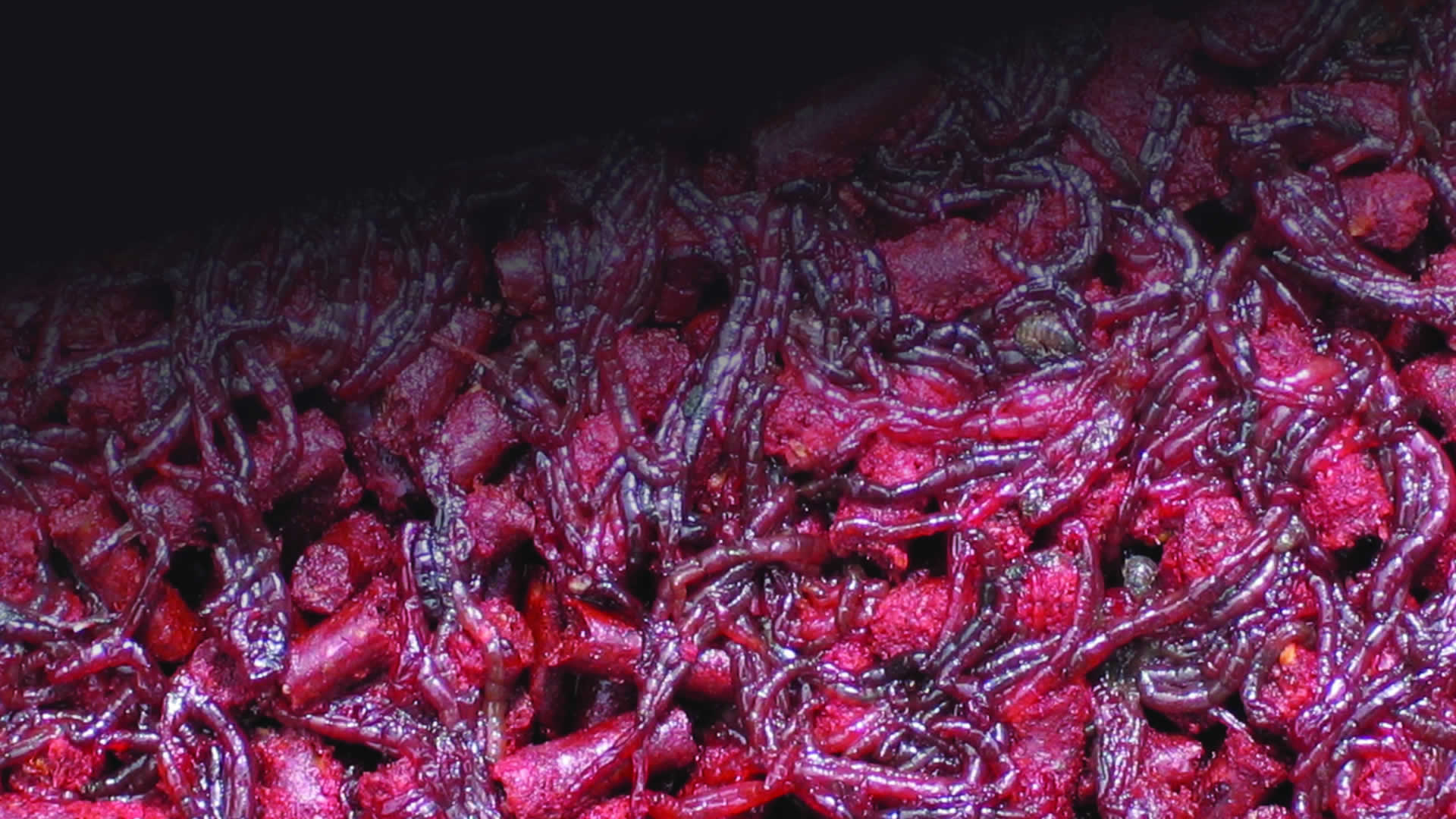 bloodworm pellets for carp